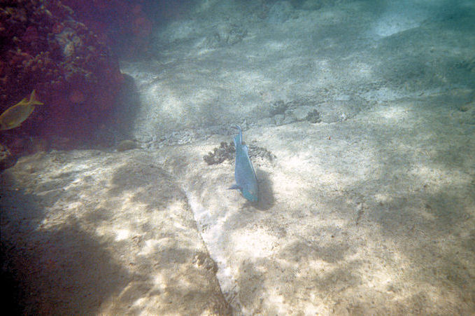 Seychellen Unterwasser-036.jpg
